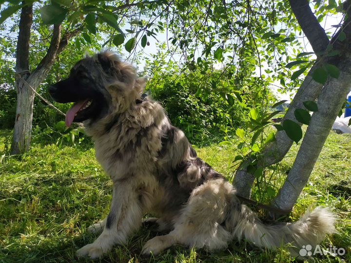 Вязка кавказец