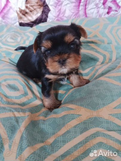 Йоркширский терьер