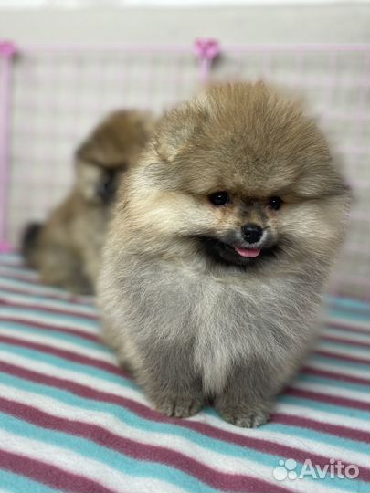 Купить шпица в питомнике. Щенки померанского шпица
