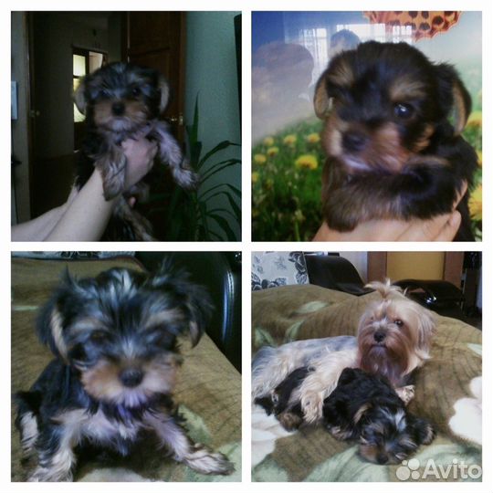 Ищем невесту на вязку