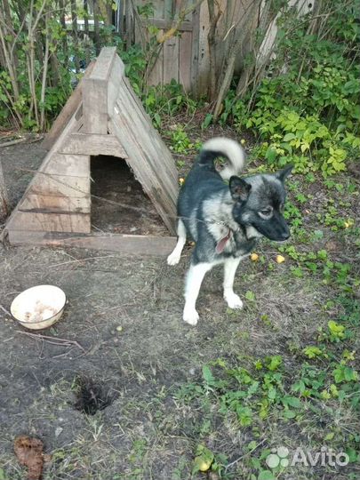 Аляскинский маламут щенки