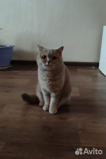 Британская