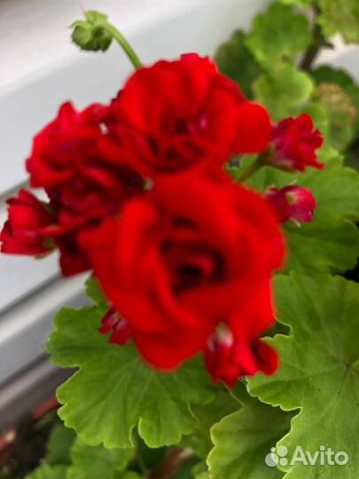 Герань пеларгония