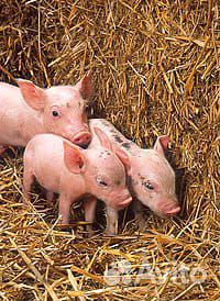Поросята, свиноматки, свиньи