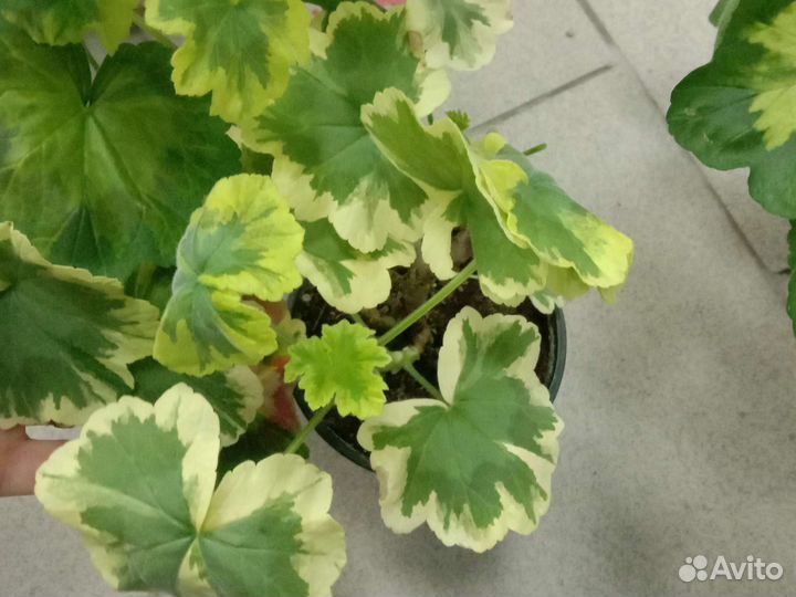 Пеларгония сортовая