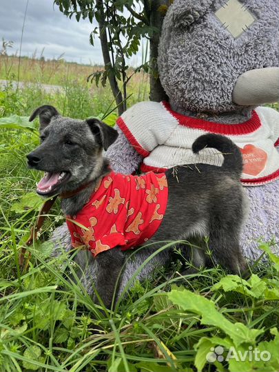 Щеночек будет не крупным