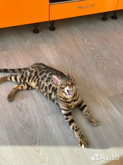 Бенгальский кот