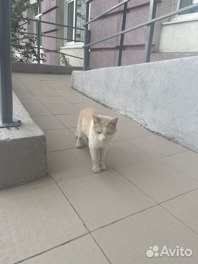 Кот мальчик в добрые руки