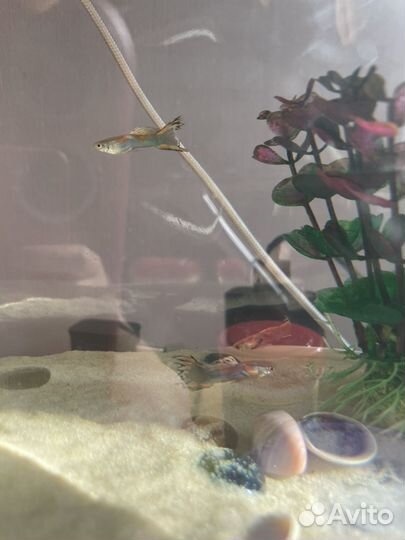 Аквариумные рыбки гуппи