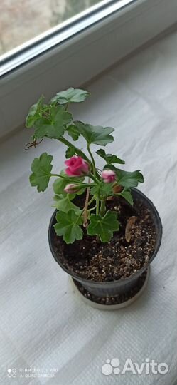 Пеларгония, герань Тесс влада