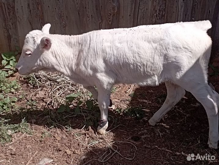 Телята 1,5 месячные