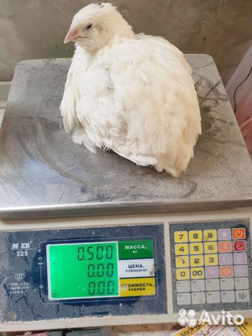 Перепела (техасский)