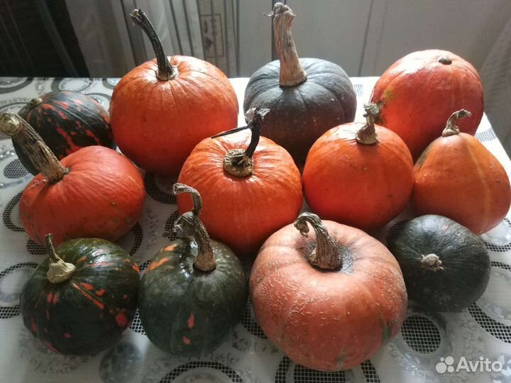 Тыква декоративная
