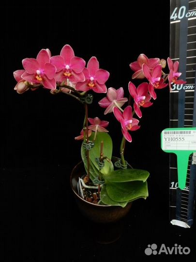 Орхидея фаленопсис YH0555 Lucky