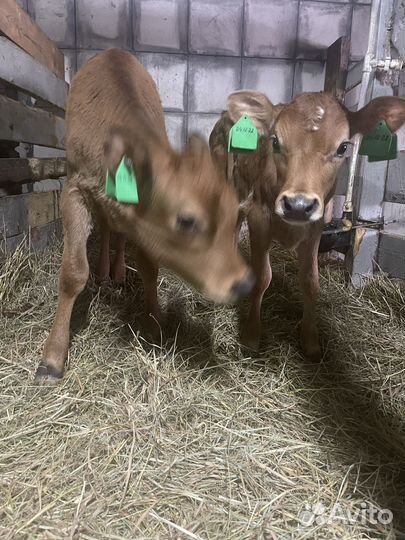 Чистопородная телочка джерсейской породы