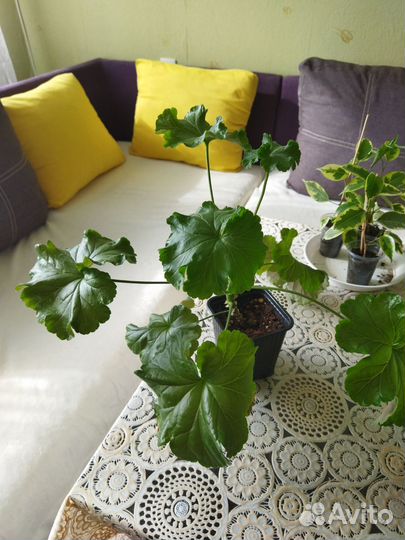 Пеларгония