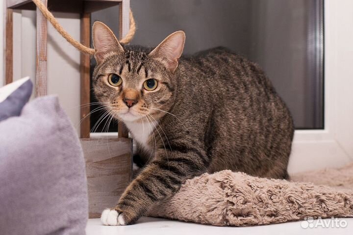 Очень ждет своего человека кот Вася