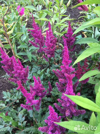 Многолетние растения для вашего сада