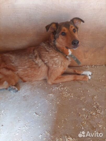 Лобзик-рыжее солнышко ищет дом