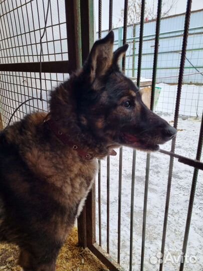 Вся жизнь - сплошная боль