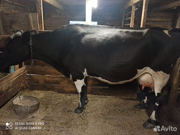 Корова дойная