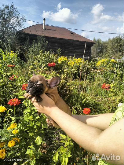 Французский бульдог