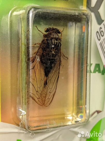 Журнал «Жуки и пауки» №19 Цикада монгольская