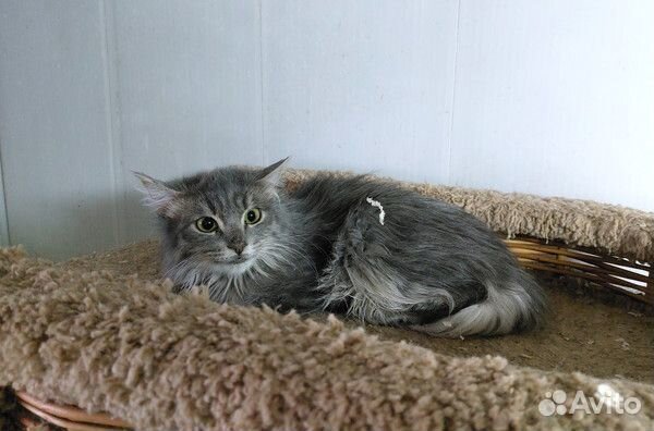 Котёнок Ривер