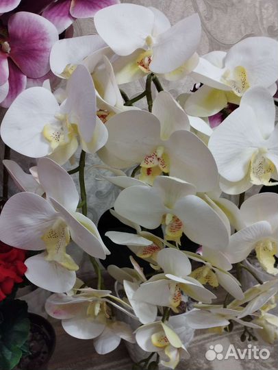 Орхидея дендробиум