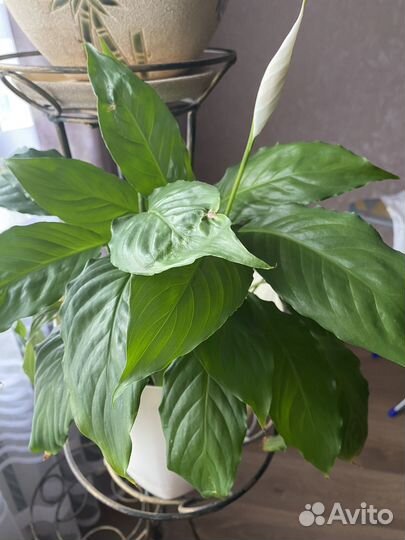 Спатифиллум