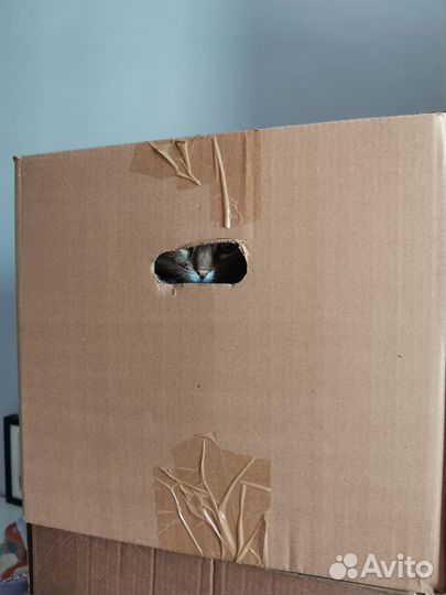 Передержка кошек