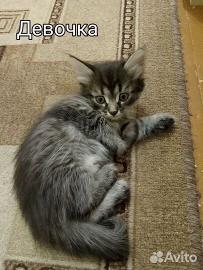 Домашние животные котята