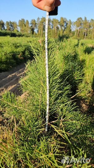 Саженцы сосны окс
