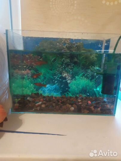 Рыбка аквариумная