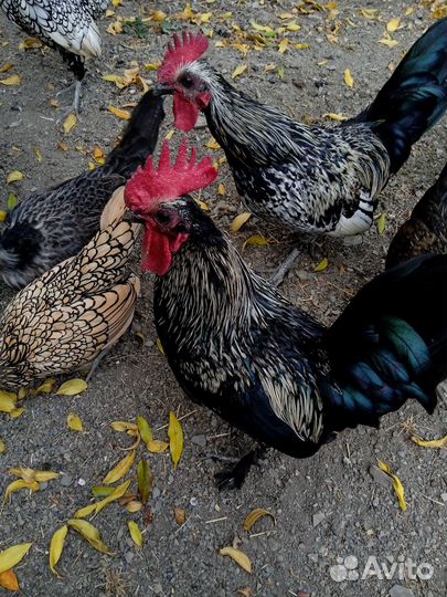 Куры Сибрайт