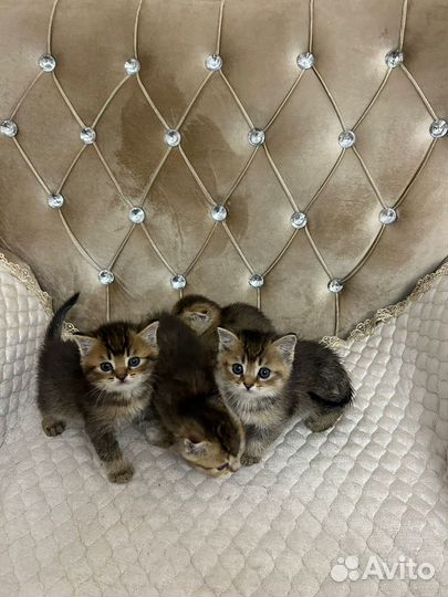 Шотландские котята
