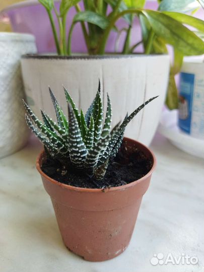 Хавортия полосатая, хавортия альба