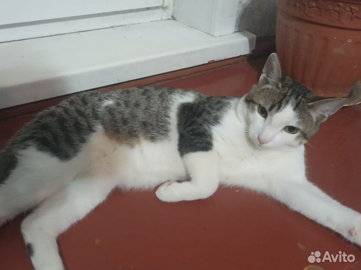 Отдам ласкового котика