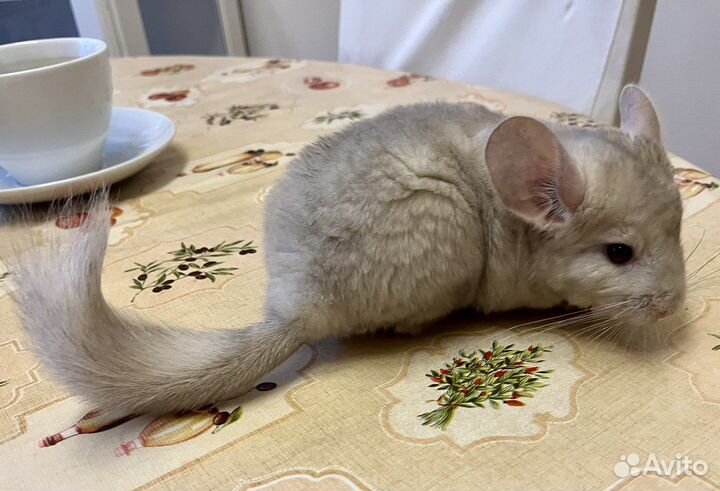 Шиншилла мальчик