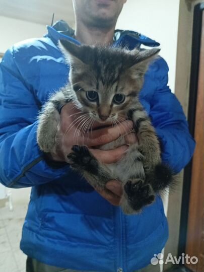 Котенок в добрые руки