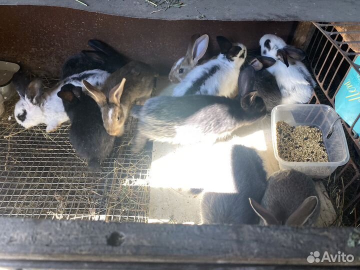 Крольчата