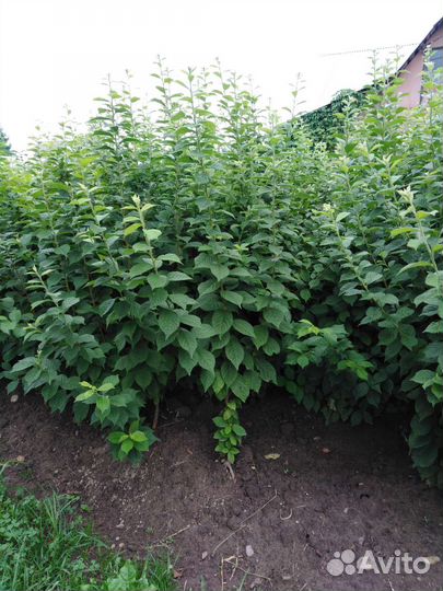 Войлочная вишня(саженцы)