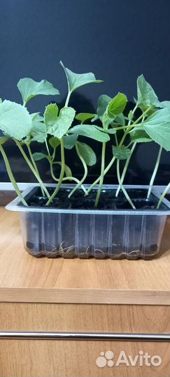 Рассада дыни