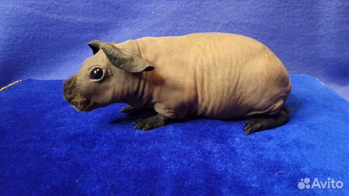 Морская свинка скинни