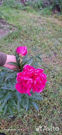 Пион бабушкин