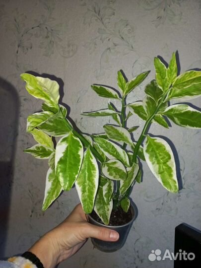 Педилантус