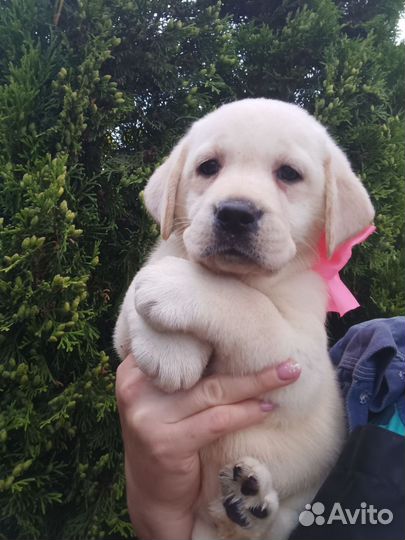 Щенки лабрадора