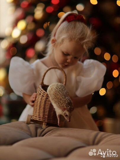 Красивый самец ежик вязка