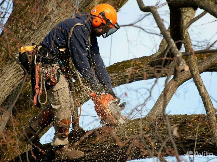 Спил деревьев/Расчистка/Дробление веток