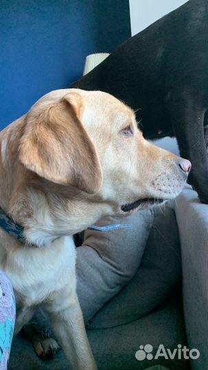 Индивидуальная домашняя передержка для собак